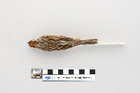 Spizella passerina image