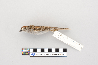 Spizella passerina image