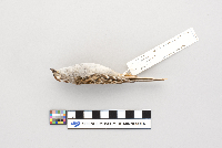 Spizella passerina image
