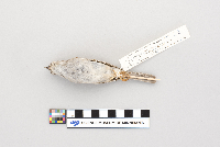 Spizella passerina image