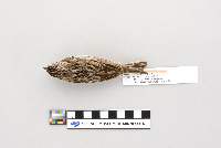Passerculus sandwichensis image