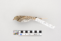 Passerculus sandwichensis image