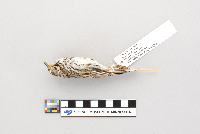 Passerculus sandwichensis image