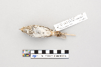 Passerculus sandwichensis image