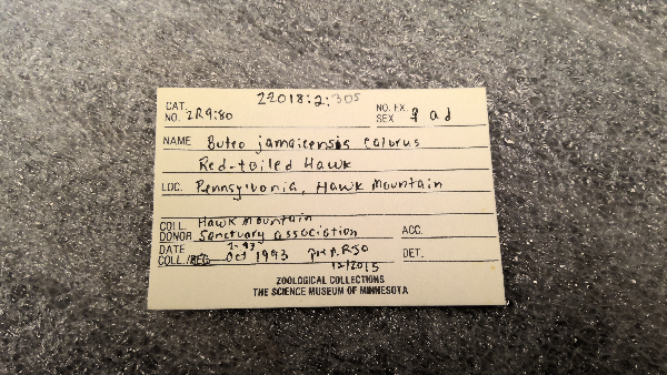 Buteo jamaicensis calurus image