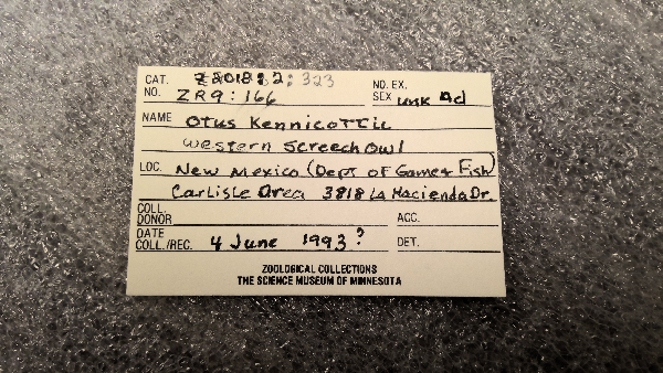Otus kennicottii image