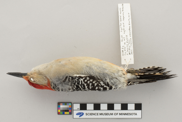 Melanerpes carolinus image
