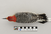Melanerpes carolinus image