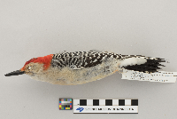 Melanerpes carolinus image