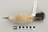 Melanerpes carolinus image