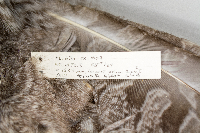 Turdus migratorius image