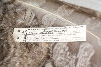 Turdus migratorius image