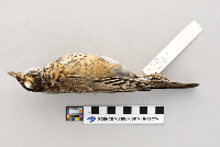 Turdus migratorius image