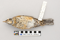 Turdus migratorius image