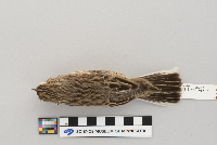 Pooecetes gramineus image