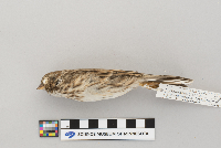 Pooecetes gramineus image