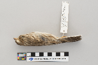 Pooecetes gramineus image