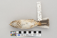 Pooecetes gramineus image