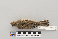 Pooecetes gramineus image