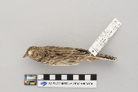 Pooecetes gramineus image