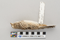 Pooecetes gramineus image