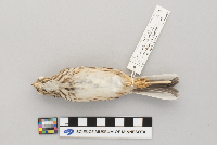 Pooecetes gramineus image