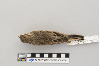 Pooecetes gramineus image