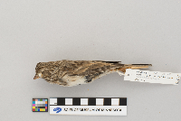 Pooecetes gramineus image