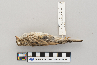 Pooecetes gramineus image