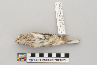 Pooecetes gramineus image