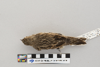 Pooecetes gramineus image