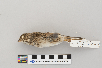 Pooecetes gramineus image