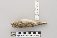 Pooecetes gramineus image