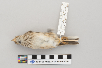 Pooecetes gramineus image