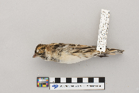 Calcarius lapponicus image