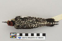 Sphyrapicus varius image