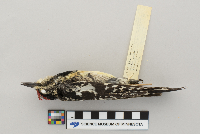 Sphyrapicus varius image