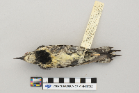 Sphyrapicus varius image
