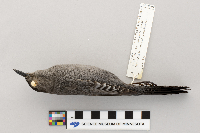 Dumetella carolinensis image