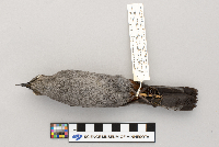 Dumetella carolinensis image