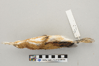 Ixobrychus exilis image
