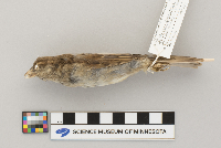 Passer domesticus image