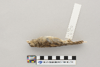 Passer domesticus image