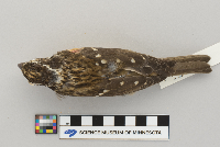Pheucticus ludovicianus image
