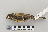 Pheucticus ludovicianus image
