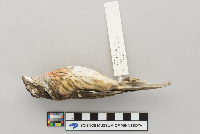 Pheucticus ludovicianus image