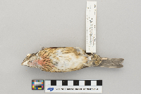 Pheucticus ludovicianus image