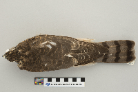 Accipiter striatus image