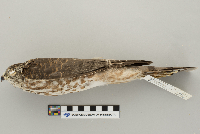 Accipiter striatus image