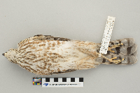 Accipiter striatus image